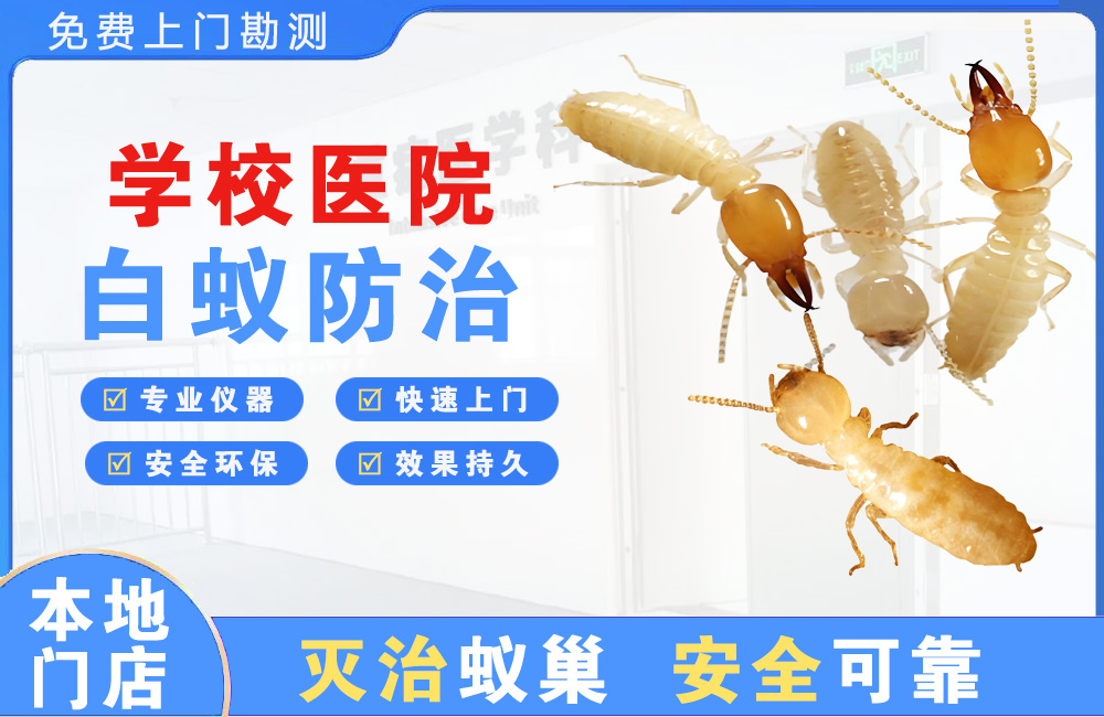 梧州学校医院白蚁防治