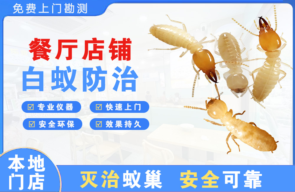 梧州餐厅店铺白蚁防治